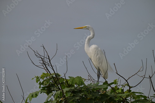 Fotografie Silberreiher Costa Rica