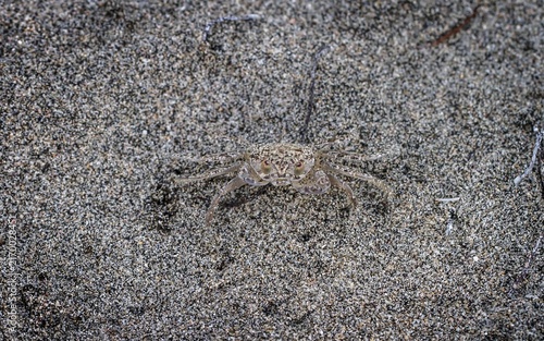 Canvas Print Small crab moves quickly on the sandy beach during the day near the ocean's edge
