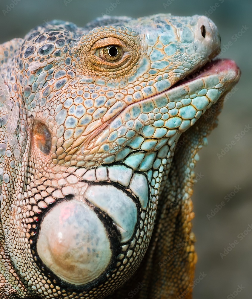 Fototapeta premium Close up of a iguana showing its colorful scales and textured skin in a natural environment during daylight hours