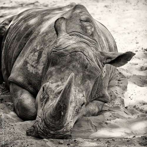 Obraz na płótnie Rhinoceros resting on sandy ground during the day in a wildlife area, showing it
