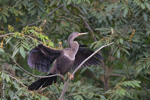 Fotografía Schlangenhalsvogel Costa Rica