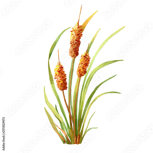 фотографія Bulrush, realistic watercolor artwork on white background