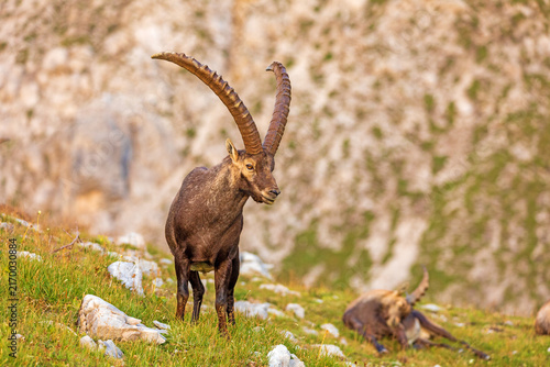 Steinbock - Walsertal - Alpensteinbock - Berge - Oberstdorf