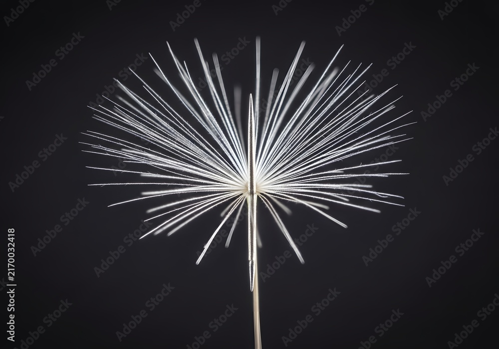 Fototapeta premium Nature's Intricate Engineering Dandelion Seed's Radial Filaments on Dark