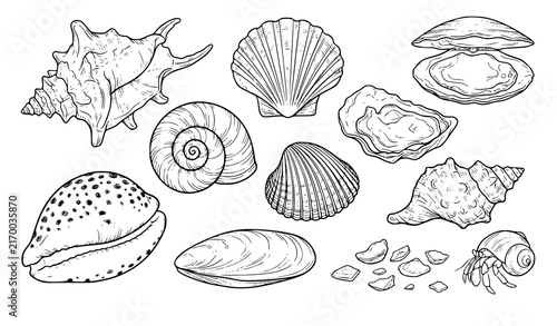 Foto Ocean Seashell Hand Drawn Coloring Book Outline Black White Vector Illustration