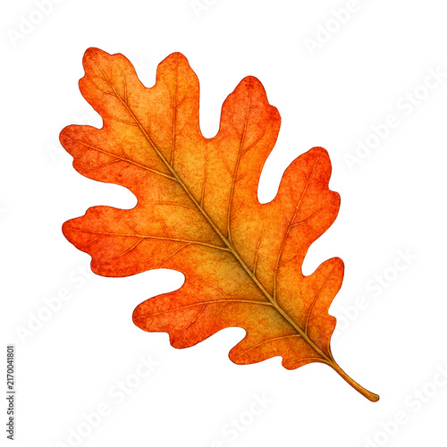 autumn maple leaf