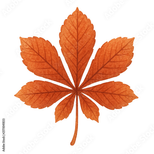 autumn leaves isolated on white