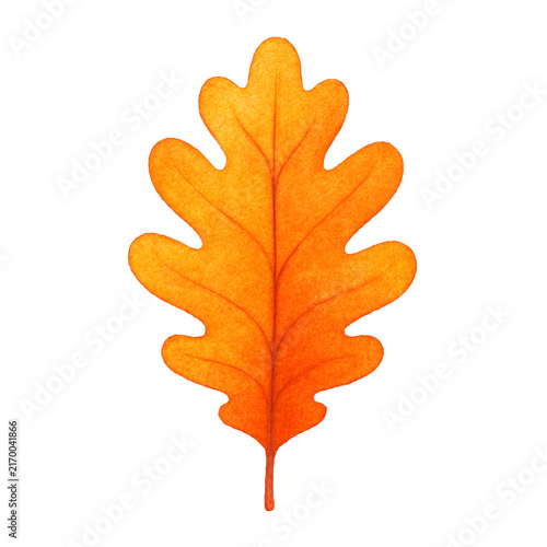 autumn maple leaf
