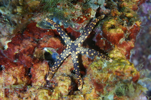 Bild auf Leinwand Heffernan's sea star (Fromia heffernani) underwater on a coral reef