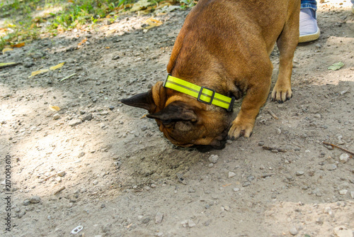 Foto brown French bulldog sniffs the ground at the feet of the owner is looking for a