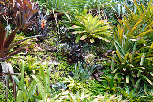 Obraz na plátně tropic bromeliad garden