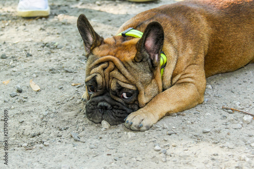 Картината върху платно brown French bulldog put his muzzle on the ground paw to side, comical expressio