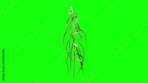 Time lapse of wilting and fading willow (sallow or osier) branch leaves isolated on a green chroma key background