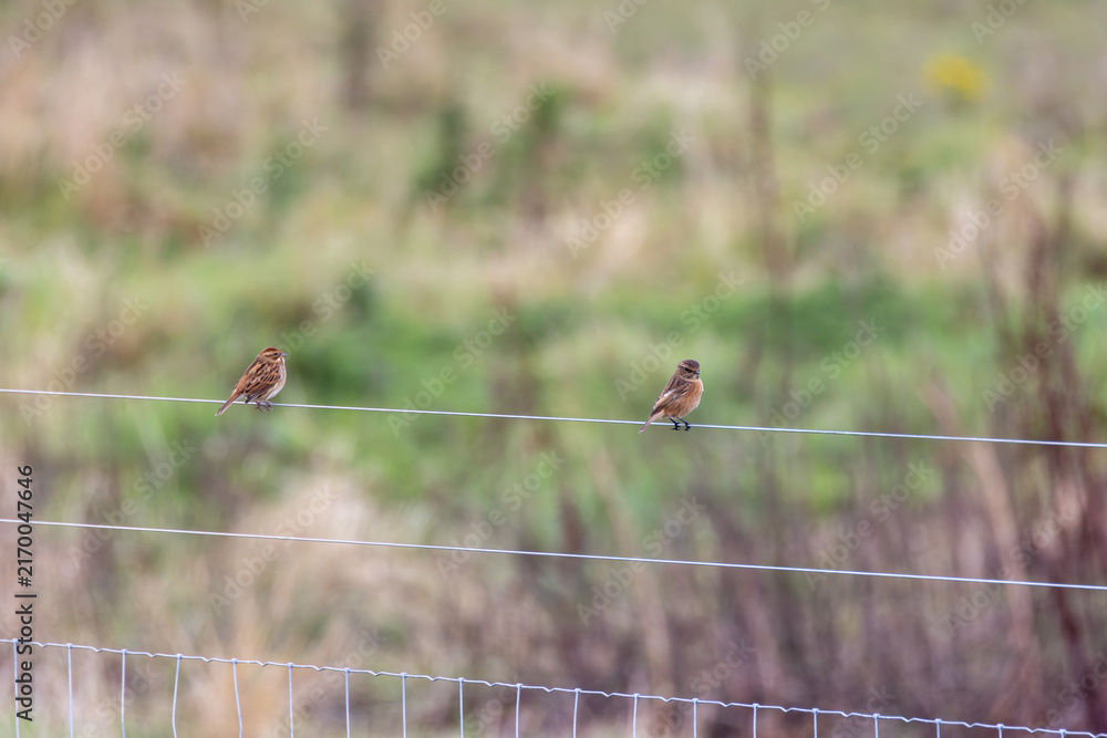 Naklejka premium Stonechat and reed bunting on a fence