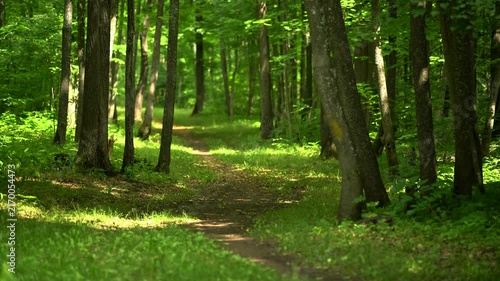 Forest Trail Illuminated by Dappled Summer Sunlight
