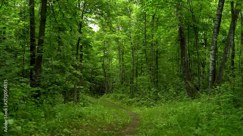 Winding Trail Through a Lush Green Deciduous Forest