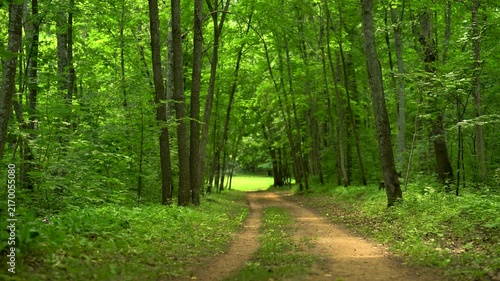 Sunlit Forest Road Leading Toward a Green Clearing
