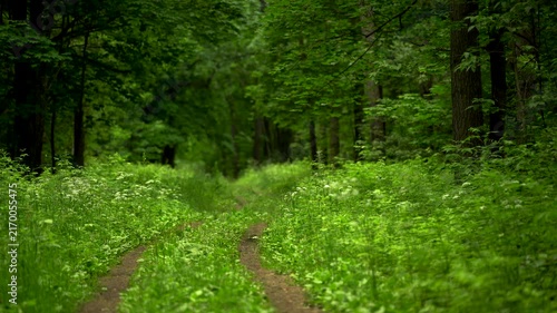 Overgrown Forest Track Surrounded by Green Plants and Wildflowers