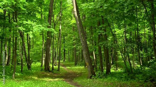Peaceful Walking Path Through a Lush Green Forest