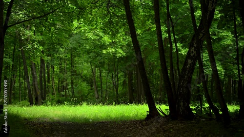 Sunlit Green Clearing in a Dense Summer Forest