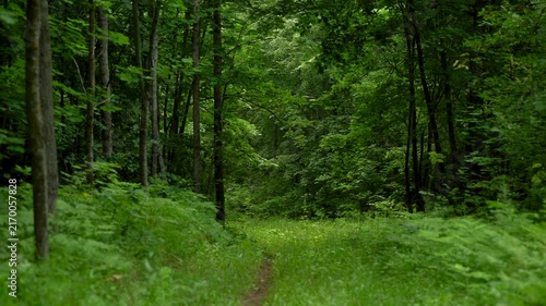 Surrounded by Ferns in a Green Forest