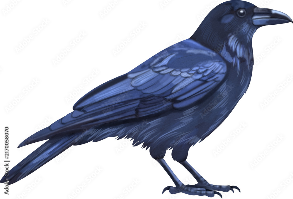 Naklejka premium crow 