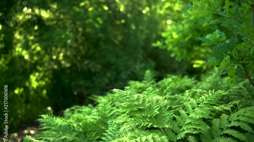 Sunlit Green Ferns in a Summer Forest