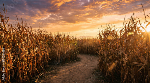 Path leading through tall dry corn maze field under dramatic autumn sunset sky with copy space