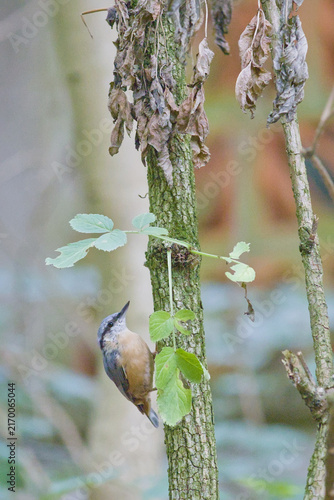 Fotografie Eurasian nuthatch climbing up a moss-covered tree trunk among green leaves in a