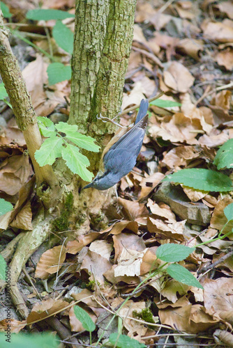 Принти на полотні Eurasian nuthatch climbing headfirst down a tree trunk in a woodland habitat