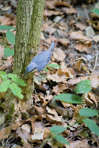 Принти на полотні Eurasian nuthatch climbing headfirst down a tree trunk in a woodland habitat