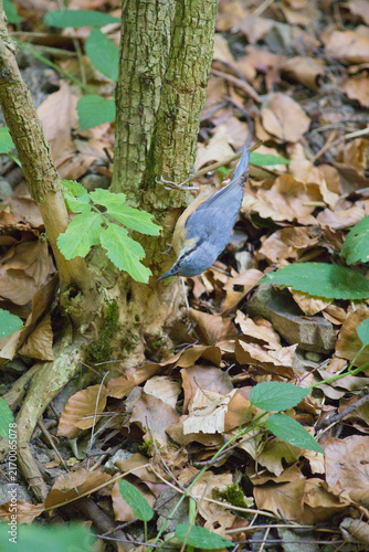 Fotografie Eurasian nuthatch climbing headfirst down a tree trunk in a woodland habitat