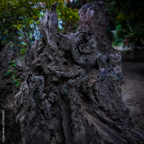 Canvastavla A weathered tree stump with rugged bark and twisted roots surrounded by lush green foliage in a natural forest setting