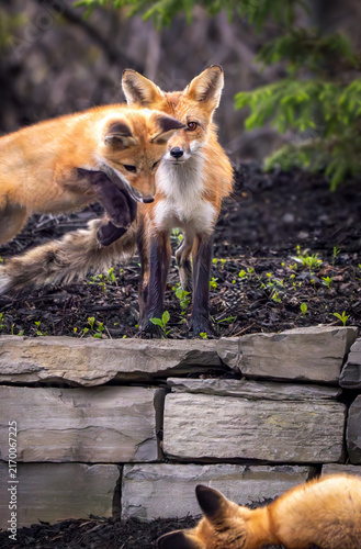 red fox kits and vixen