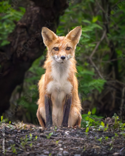 Obraz na plátne red fox vixen
