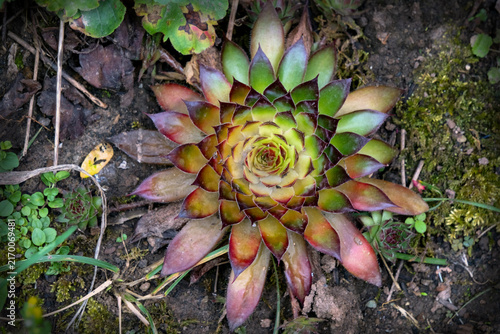 Sempervivum, liveforever and hen and chicks family Crassulaceae