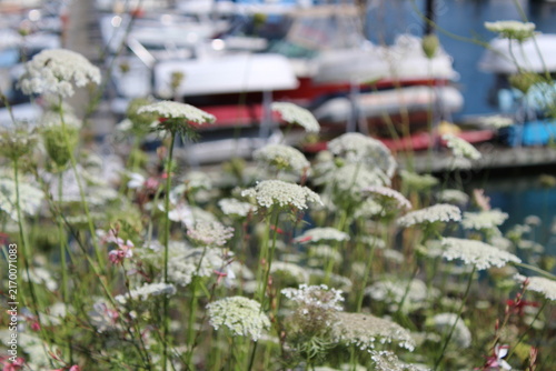 False Queen Anne's lace, bishop's flowers bloom along the walkway and border near the marina