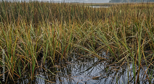 Still dark water reflecting the sky beneath a dense field of golden marsh grass