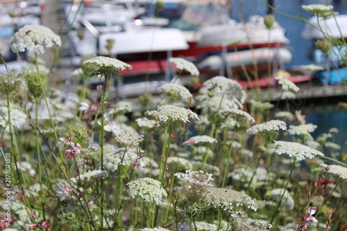 False Queen Anne's lace, bishop's flowers bloom along the walkway and border near the marina