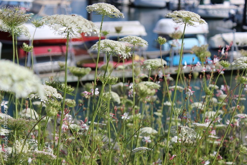 False Queen Anne's lace, bishop's flowers bloom along the walkway and border near the marina