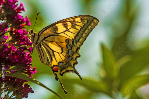 Schwalbenschwanz - Schmetterling - Allgäu - Falter