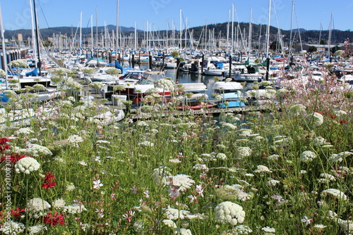 Boats in the harbor and summer flowers