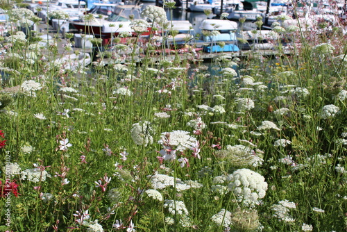 False Queen Anne's lace, bishop's flowers bloom along the walkway and border near the marina