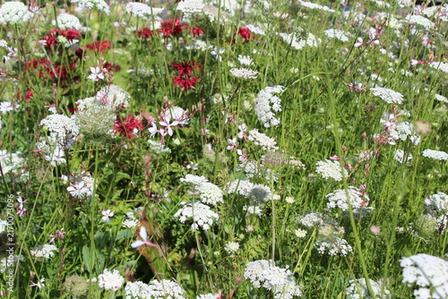 False Queen Anne's lace, bishop's flowers bloom along the walkway 