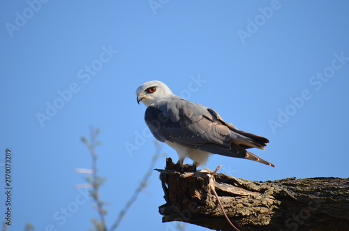 Black-winged kite perched on a branch with rodent prey close up