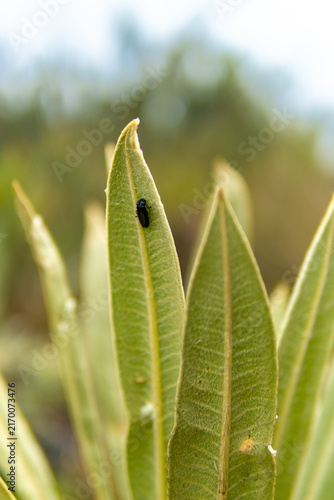 Foto Black beetle resting on frailejon leaf in paramo