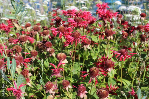 Red echinacea (coneflower) and bishop's flowers bloom along the walkway