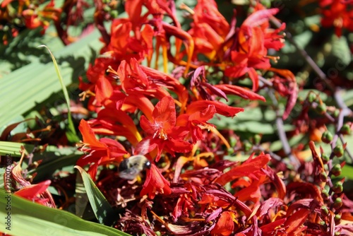 Deep red flowers bloom in summer