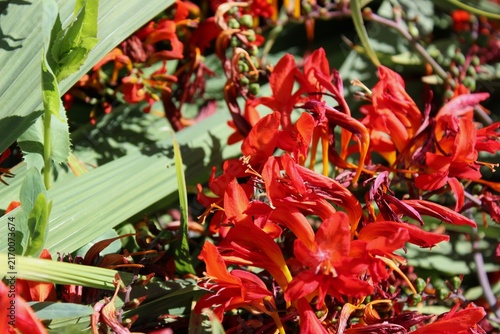 Deep red flowers bloom in summer