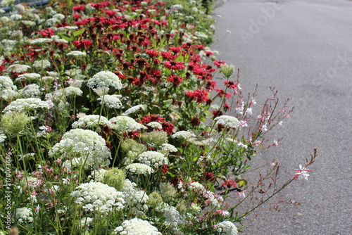 Red echinacea (coneflower) and bishop's flowers bloom along the walkway 
